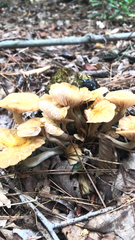 Physalacriaceae