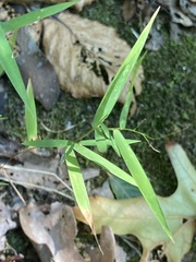 Muhlenbergia schreberi