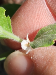Carlowrightia torreyana