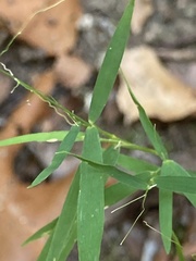 Muhlenbergia schreberi