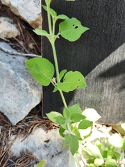 Carlowrightia torreyana