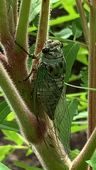 Neotibicen pruinosus