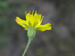 Crepis neglecta