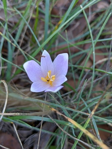 Colchicum longifolium