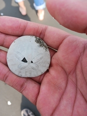 Dendraster excentricus