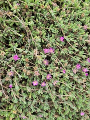 Delosperma cooperi