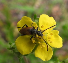 Pseudovadonia livida