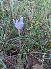 Colchicum longifolium