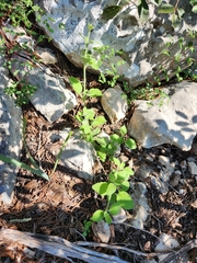Carlowrightia torreyana