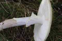 Amanita citrina