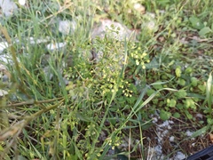Lepidium ruderale