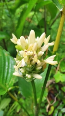 Calathea lutea