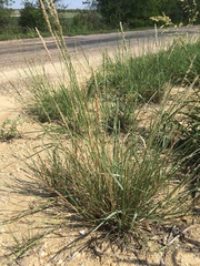 Tridens albescens