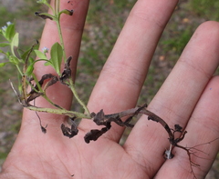 Myosotis sparsiflora