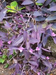 Tradescantia pallida