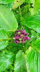 Calathea lutea