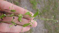 Myosotis sparsiflora
