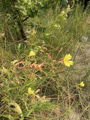 Oenothera elata