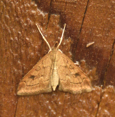Udea profundalis