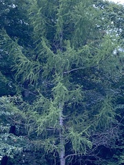 Larix