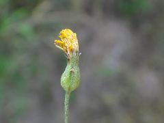 Crepis neglecta