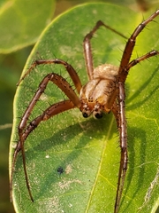 Neoscona arabesca