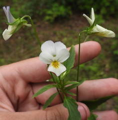 Viola tricolor