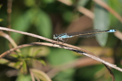 Ischnura fluviatilis