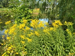 Solidago canadensis