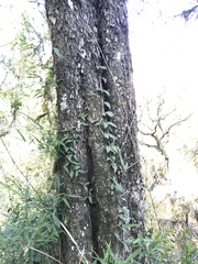 Diatenopteryx sorbifolia