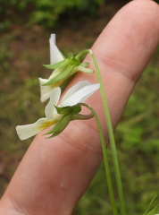Viola tricolor