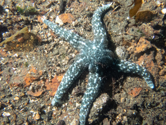 Evasterias troschelii