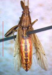 Lygaeoidea