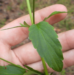 Viola tricolor