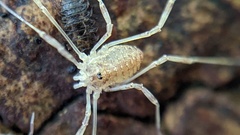 Paroligolophus agrestis