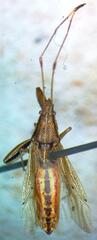 Lygaeoidea