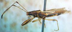 Lygaeoidea