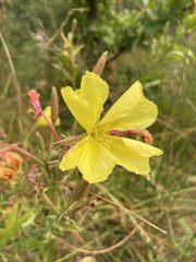 Oenothera elata