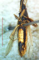 Lygaeoidea