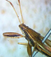Lygaeoidea