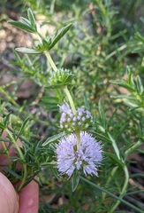 Mentha cervina