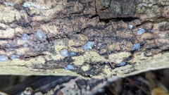 Myxarium nucleatum