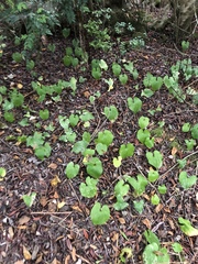 Petasites pyrenaicus