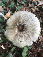 Agaricus augustus