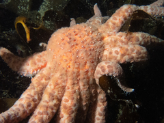 Pycnopodia helianthoides