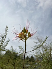 Erythrostemon gilliesii