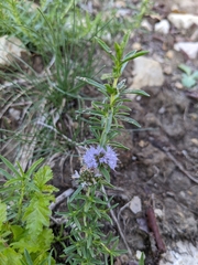 Mentha cervina