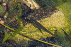 Poeciliidae