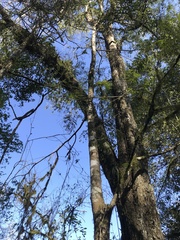 Parapiptadenia rigida