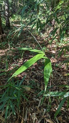 Pseudosasa japonica